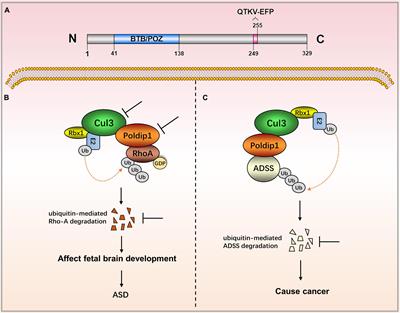 The polymerase δ-interacting protein family and their emerging roles in diseases